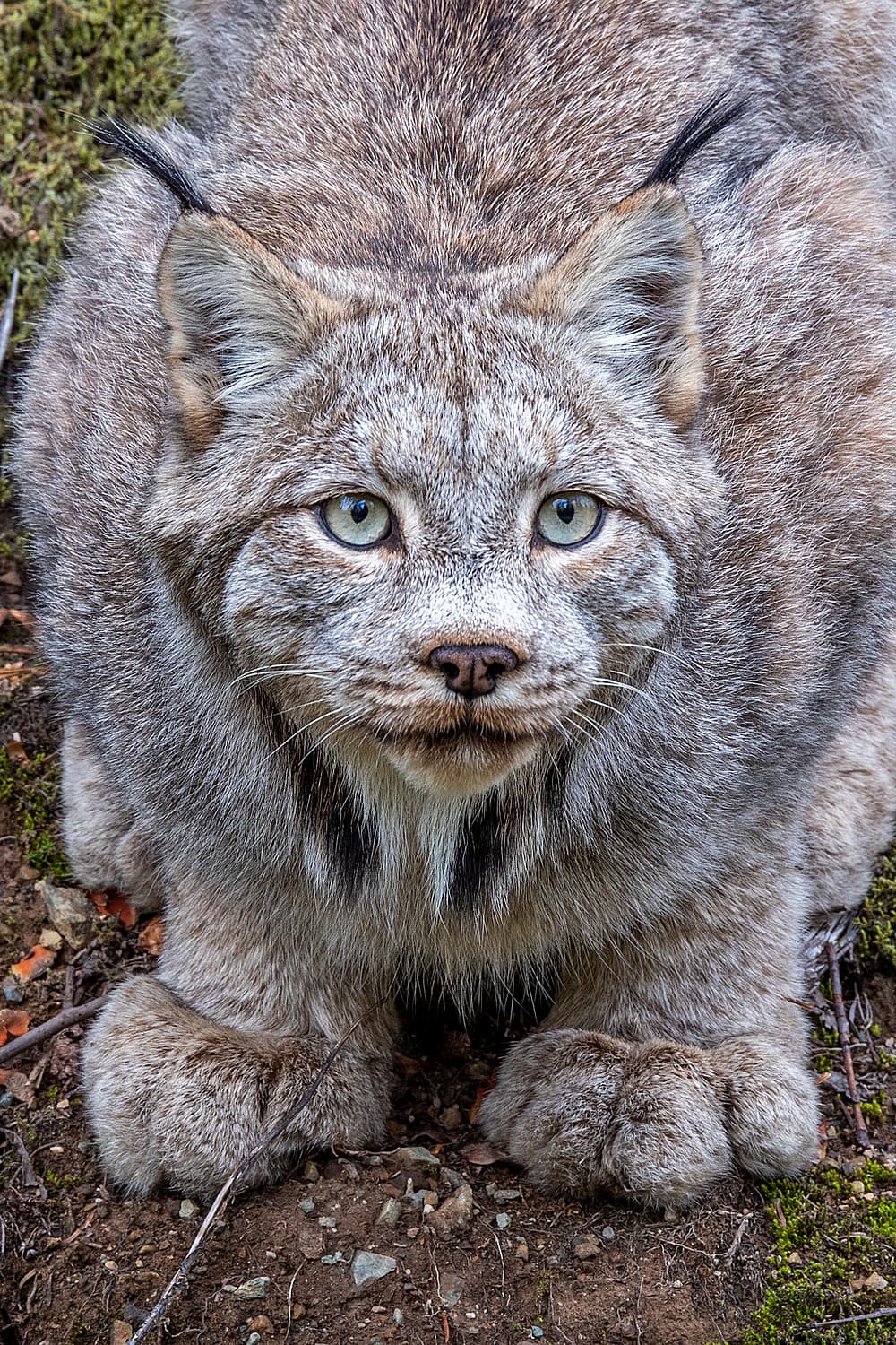 a close up of a lynx face staring
