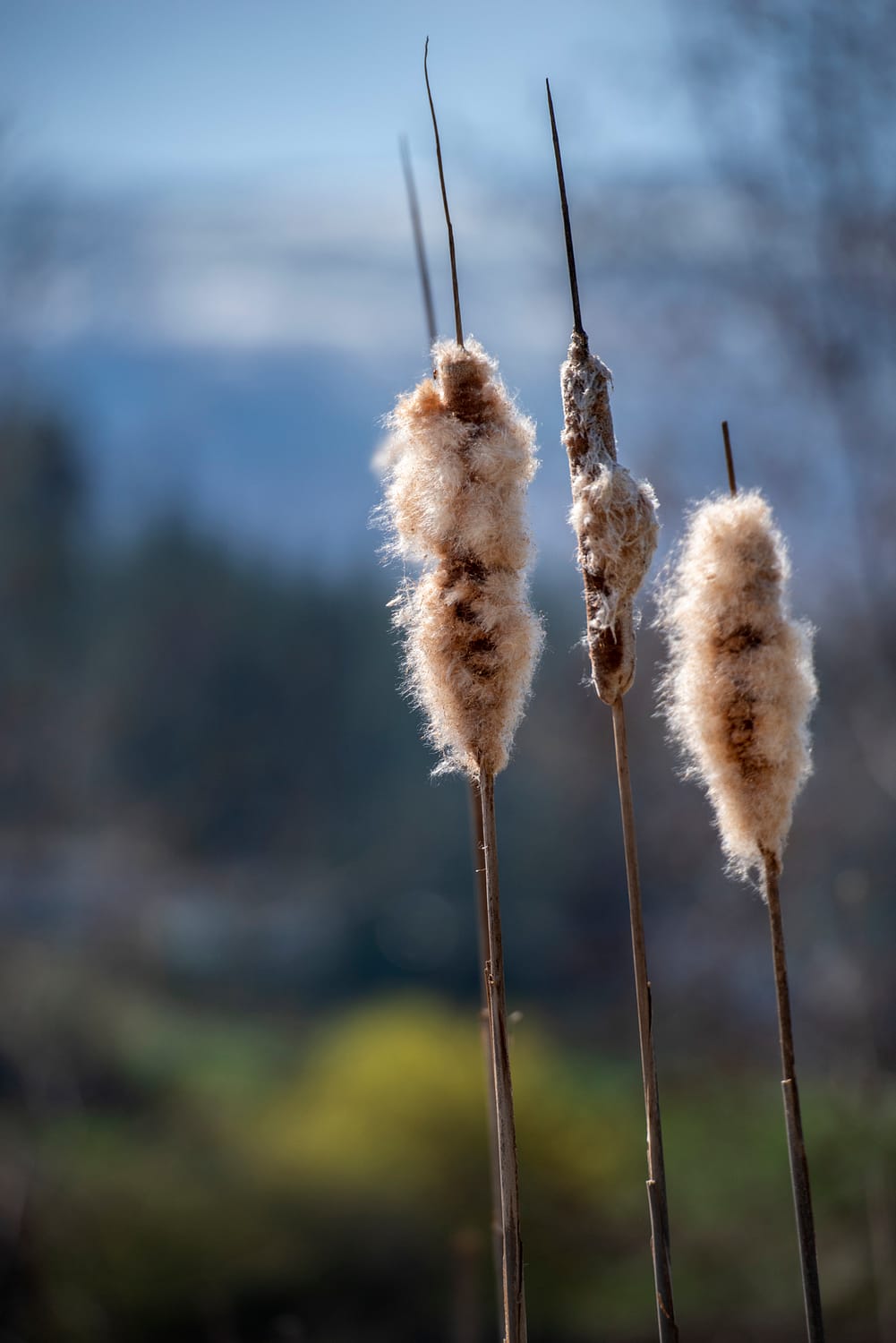 a group of cattails along a marsh