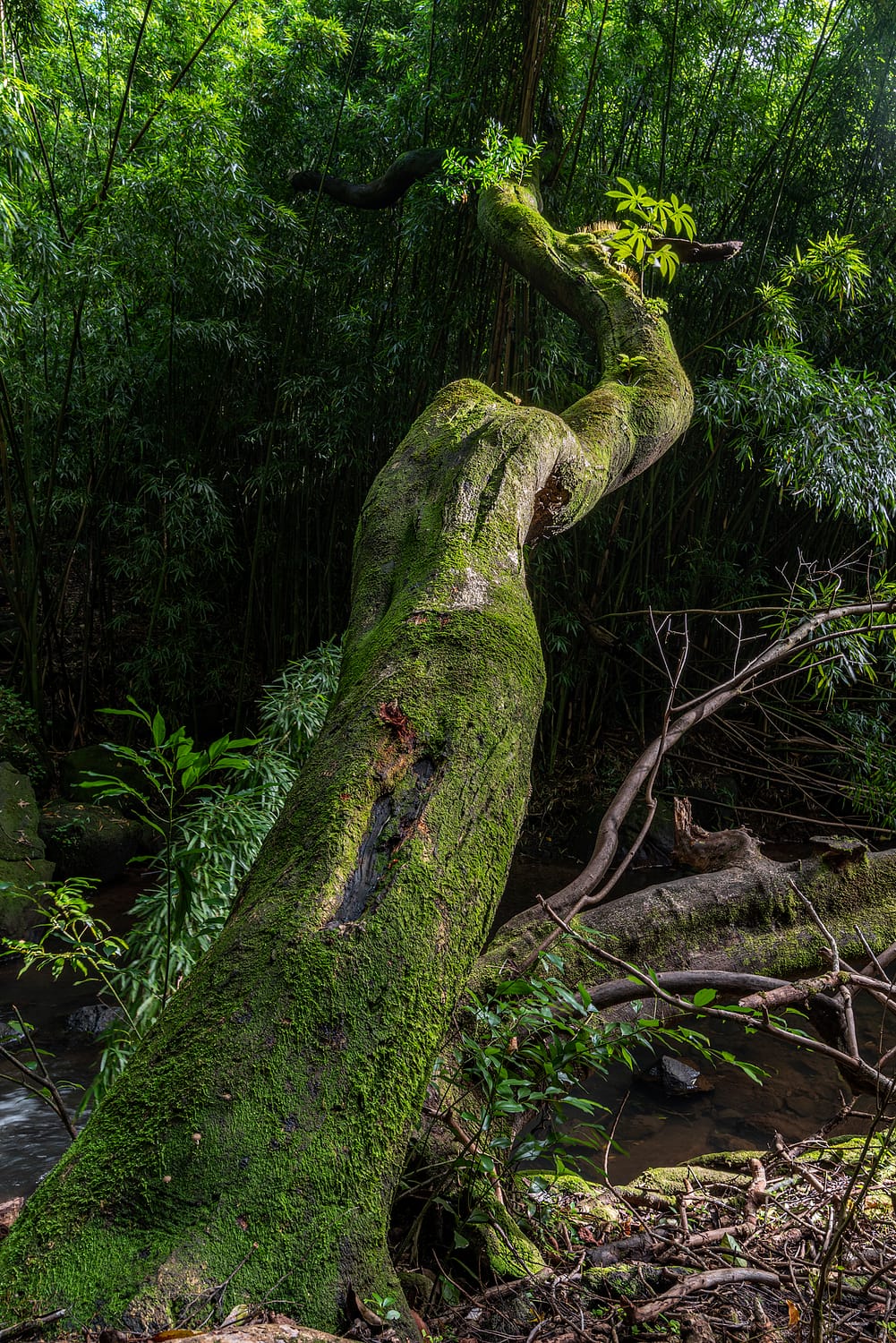 a tree in a forest covered in moss