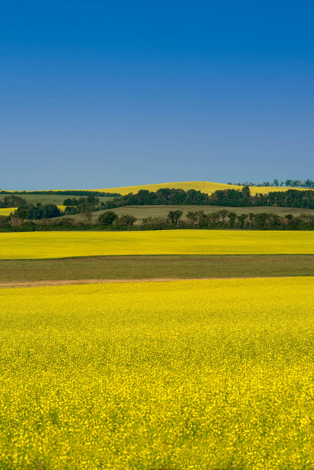a large prairie field of canola flowers