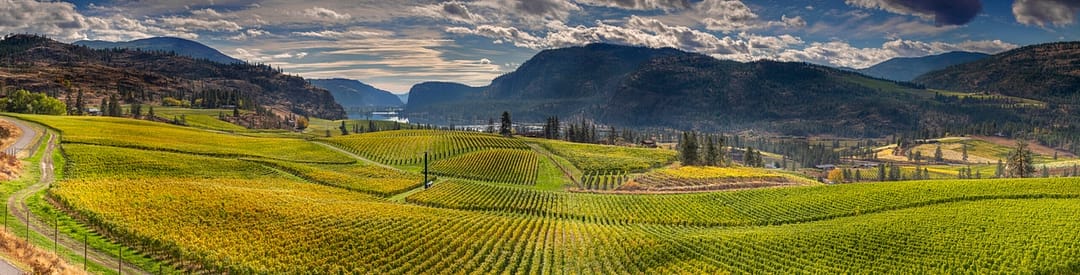 a large green vineyard with a mountain in the background
