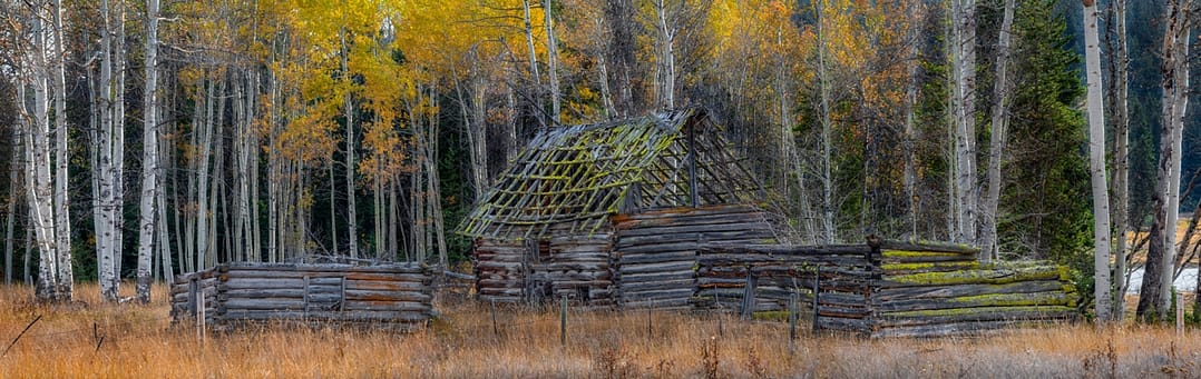 a abandoned homestead with barn in a forest