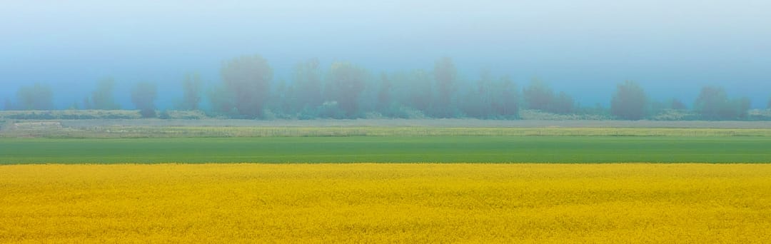 a misty canola field with trees in the background