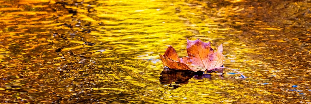 a leaf floating along a fall reflections of golden light