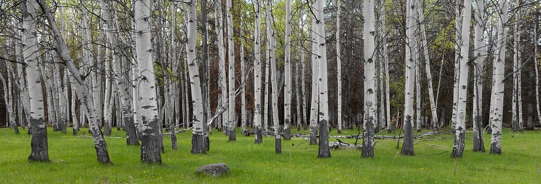 a group of poplar trees in a spring forest meadow