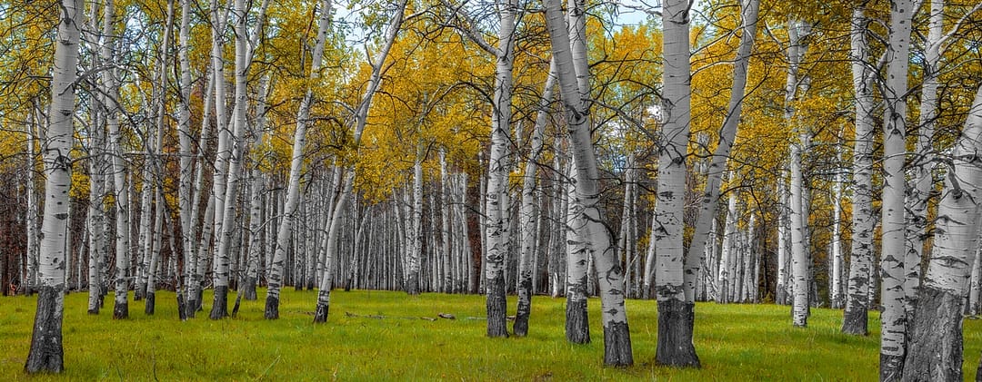a group of polar trees in a forest meadow