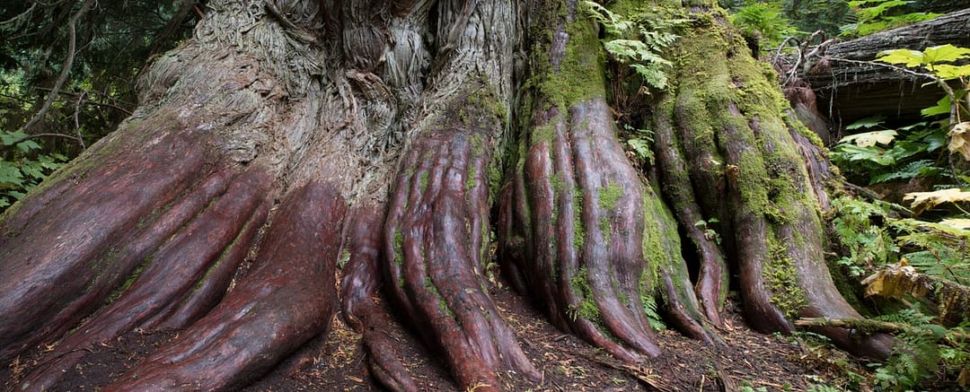 a old growth tree root in a forest