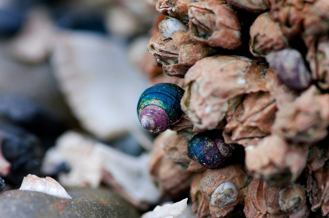 a close up of a sea snail and barnacles