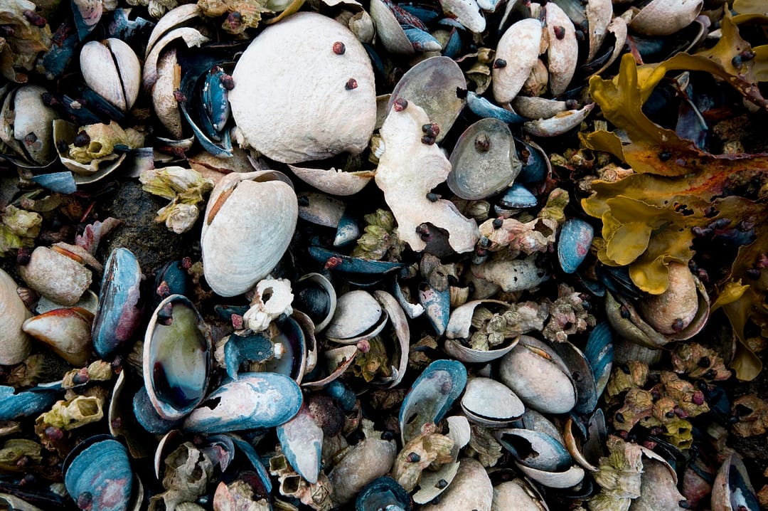 A bed of sea shells on the ocean