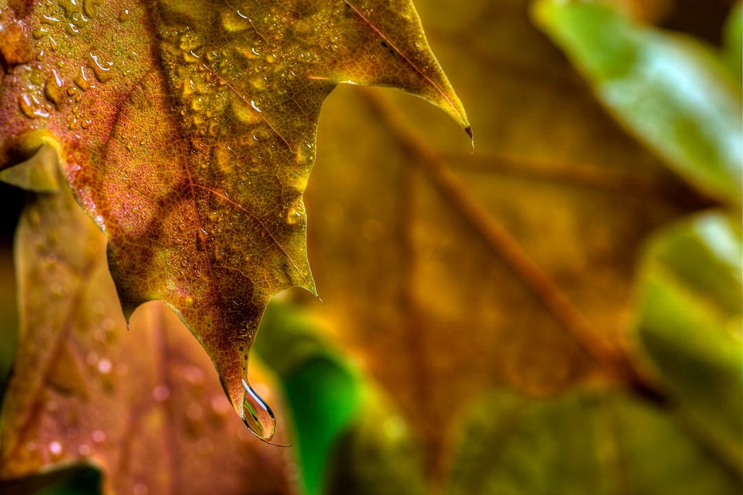 a close up of a maple leaf with rain drops