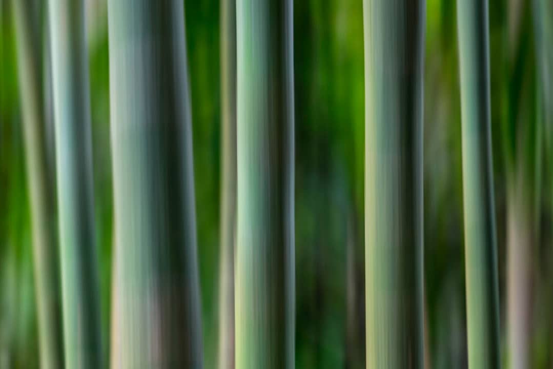 motion blur of a bamboo forest