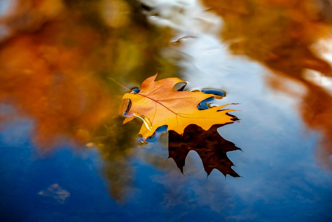 al leaf floating in a a body of water with fall reflections