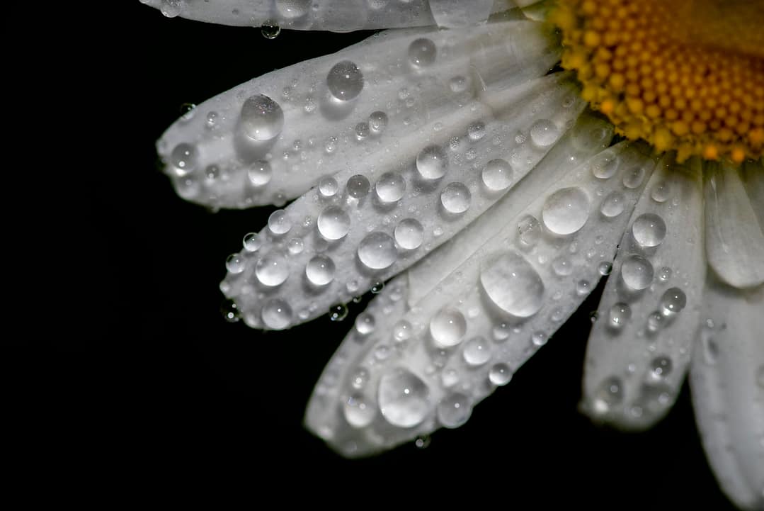 a close up of a flower with rain drops with a black background