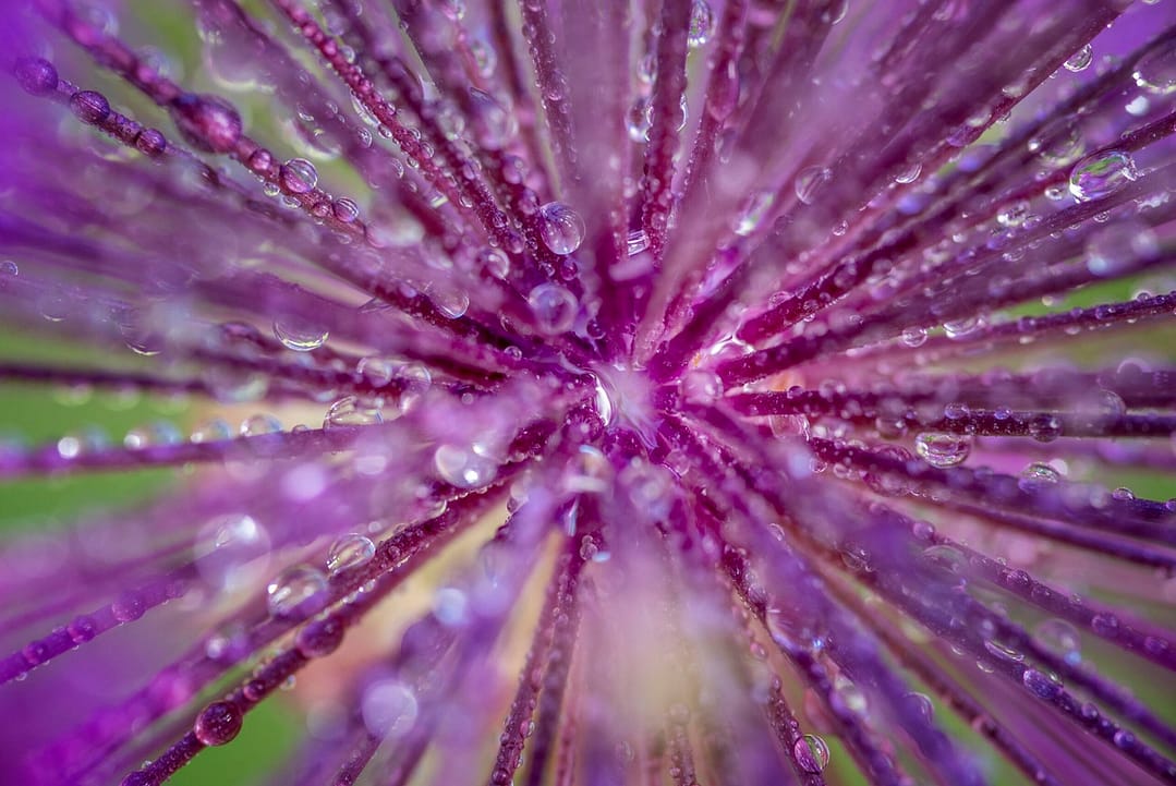 close up of flower with water drops