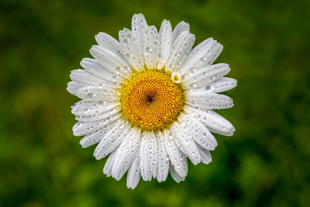 a close up of a flower with rain drops