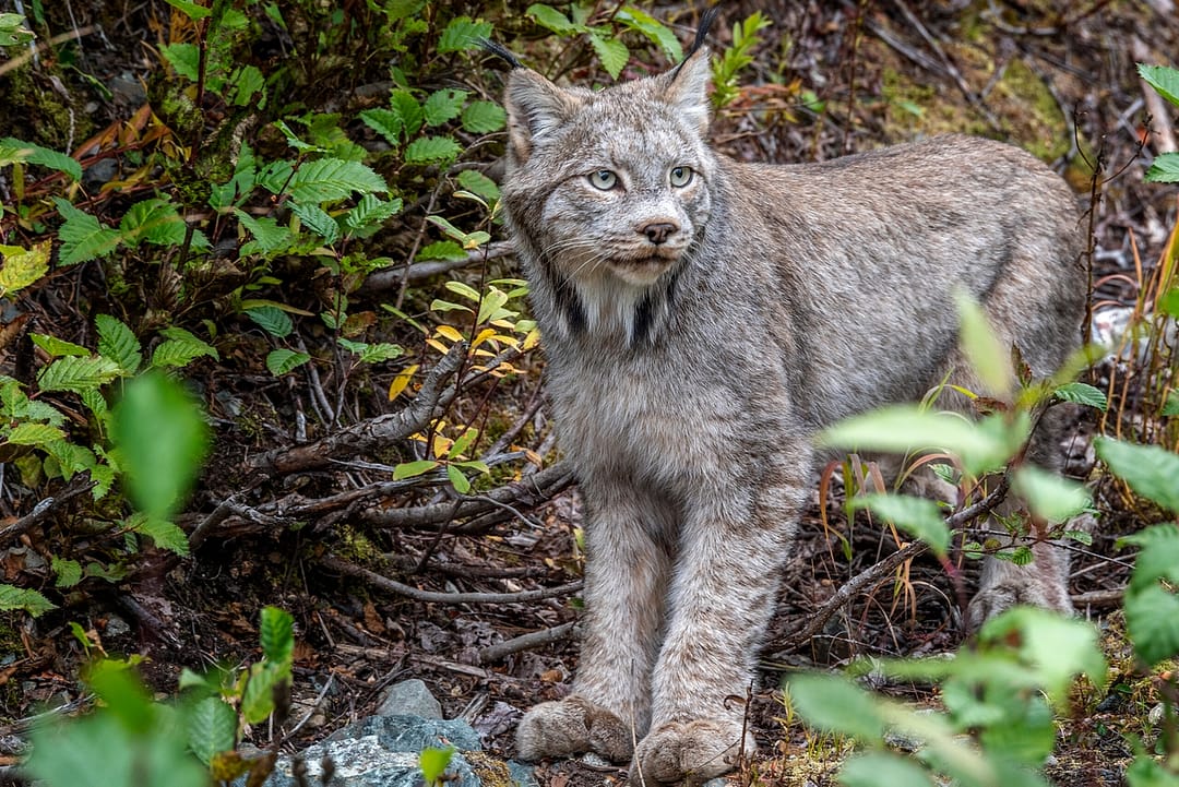 a Canadian Lynx that is standing in in a forest