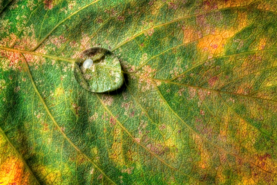 close up of water drop on a leaf