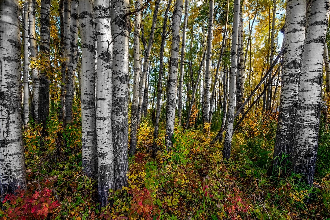 a grove a fall trees in a fall forest