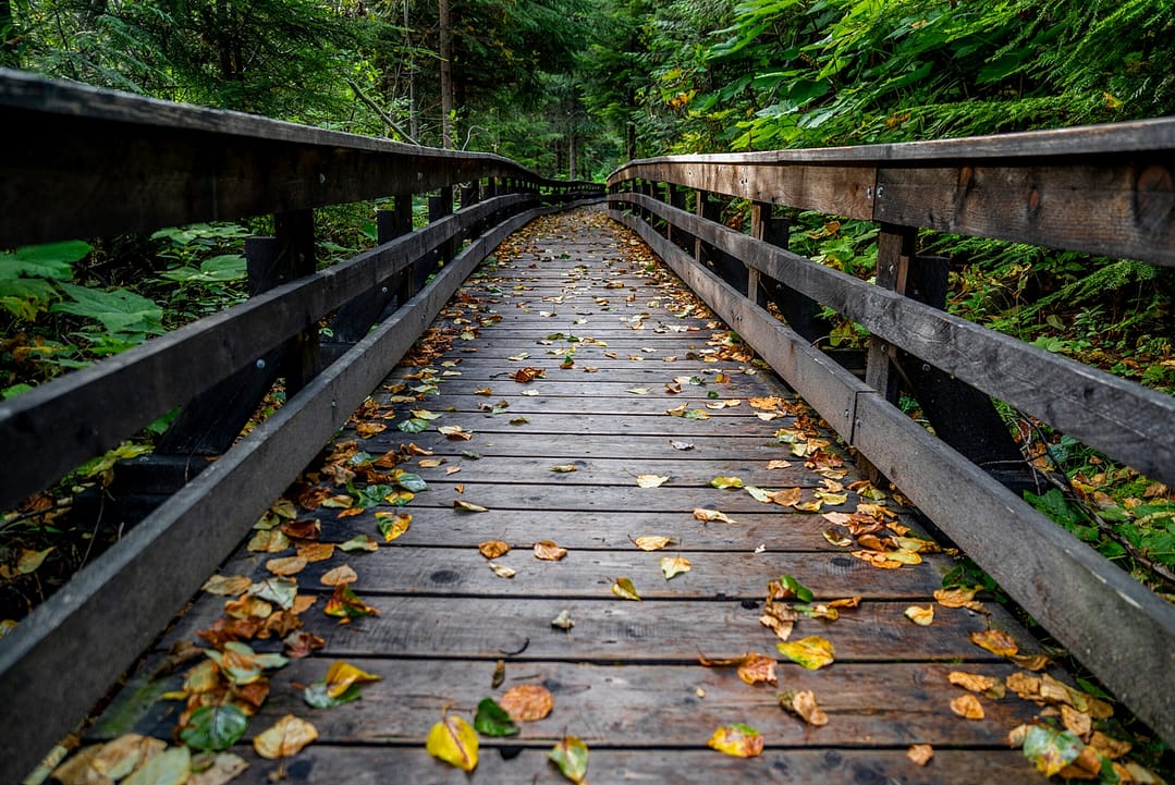 a long wooden bridge covered in leaves