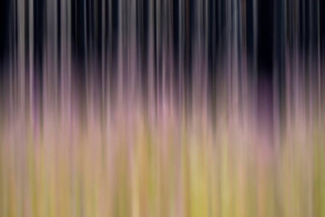 background pattern blur of forest