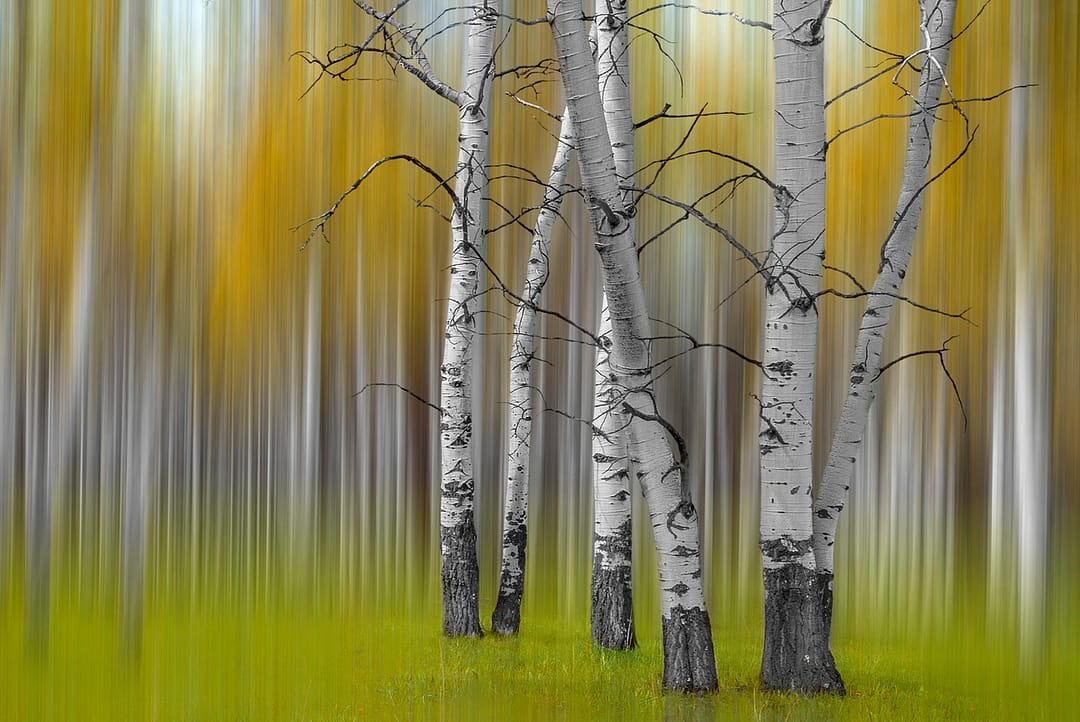 two images creating an abstract compilation of blur and trees