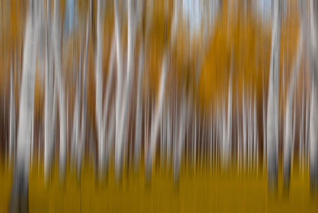 nature abstract of a stand of poplar trees