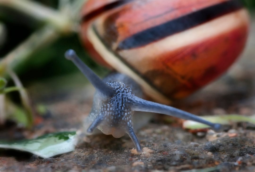 a close up of a snail