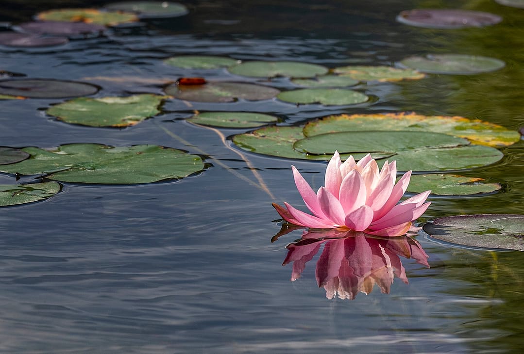a pink lily pad flower on a small pond