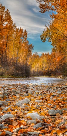 fall trees along a rocky creek bed covered in leaves