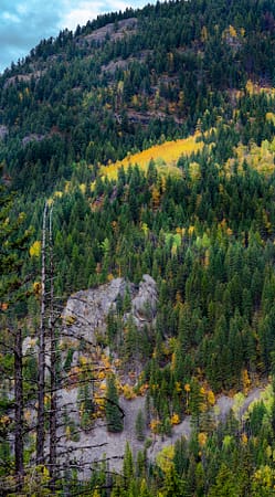 a yellow group of trees in a mountain forest