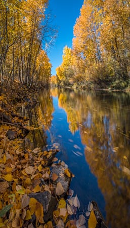 fall trees reflecting into a creek full of leaves