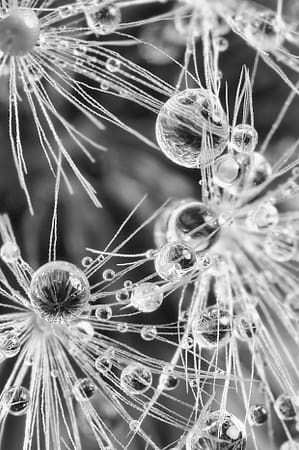 a macro image of water drops on a dandelion fluff