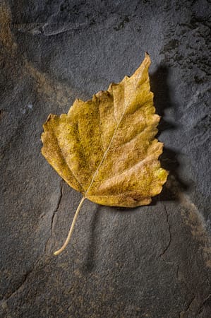 a close up of a leaf on top of a rock