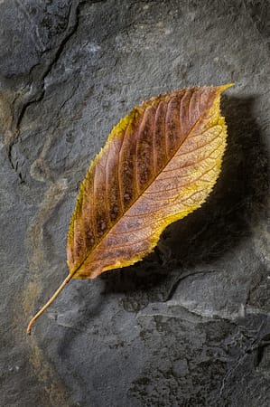 a close up of a leaf on a rock
