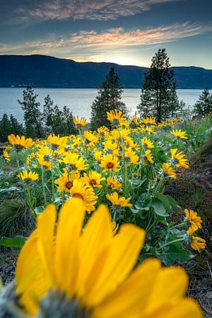 wildflowers on a hillside overlooking a lake in the background