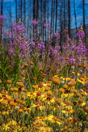 wildflowers in a forest