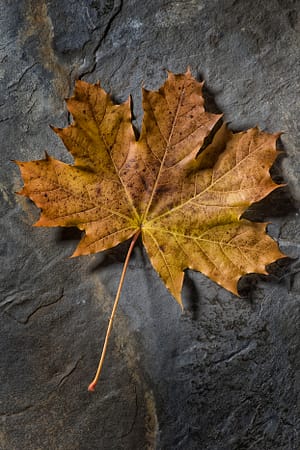 a close up of a leaf on top of a rock