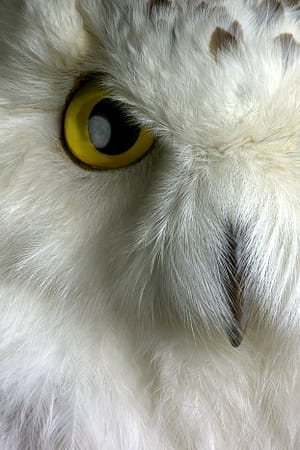 a close up of an snowy owl face