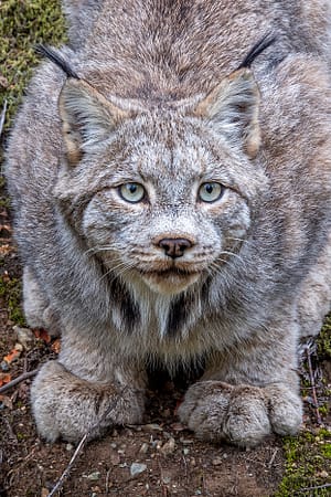 a close up of a lynx face staring