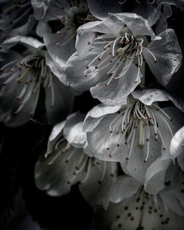 a close up of a cherry blossom flower