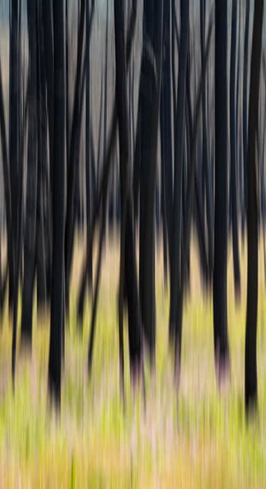 abstract of trees in forest