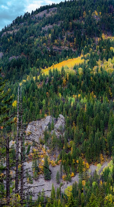 a yellow group of trees in a mountain forest