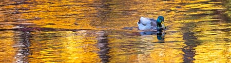 a duck floating in a body of water with fall colour