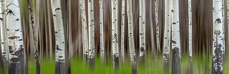 abstract image of a poplar tree grove