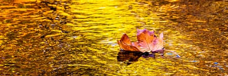 a leaf floating along a fall reflections of golden light