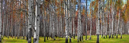 a group of poplar trees in a forest meadow