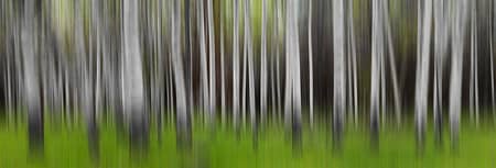 abstract of poplar tree forest