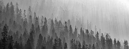 Mountain trees in the fog