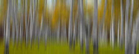 abstract of a grove of fall colour trees