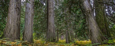 a old growth trees in a forest